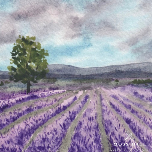 Hannah Pickerill's watercolor art of calming lavender sprigs, representing Moss Hill's Lavender scent made with lavender essential oil.